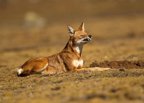 Bale Mountains Trekking, Hiking and camping Adventures